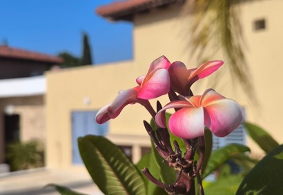 Polis Chrysochous, Polis Town House For Sale | AP11759